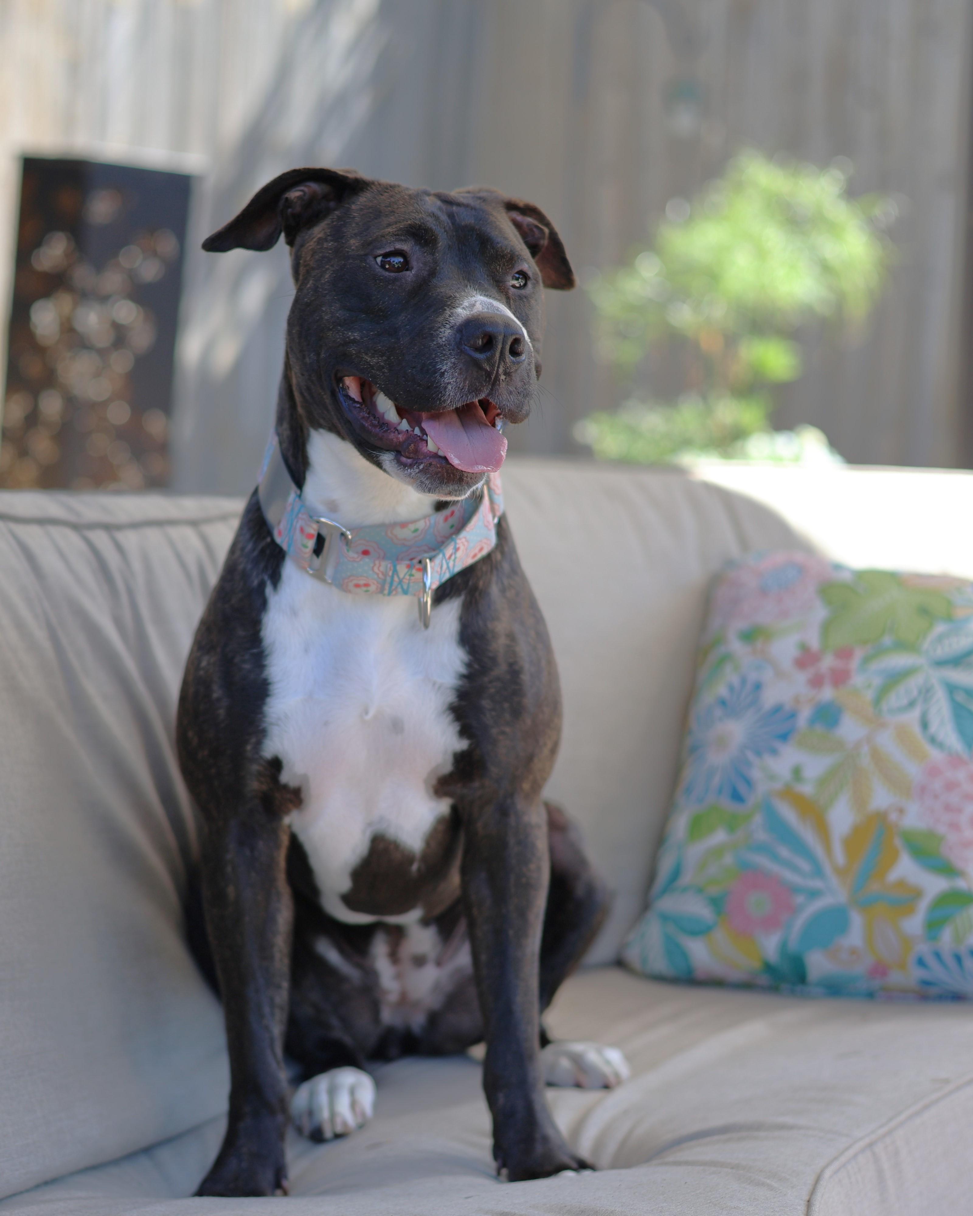 Enlarge Syrena, an adopted mixed breed in Sioux Falls, SD image 5/6