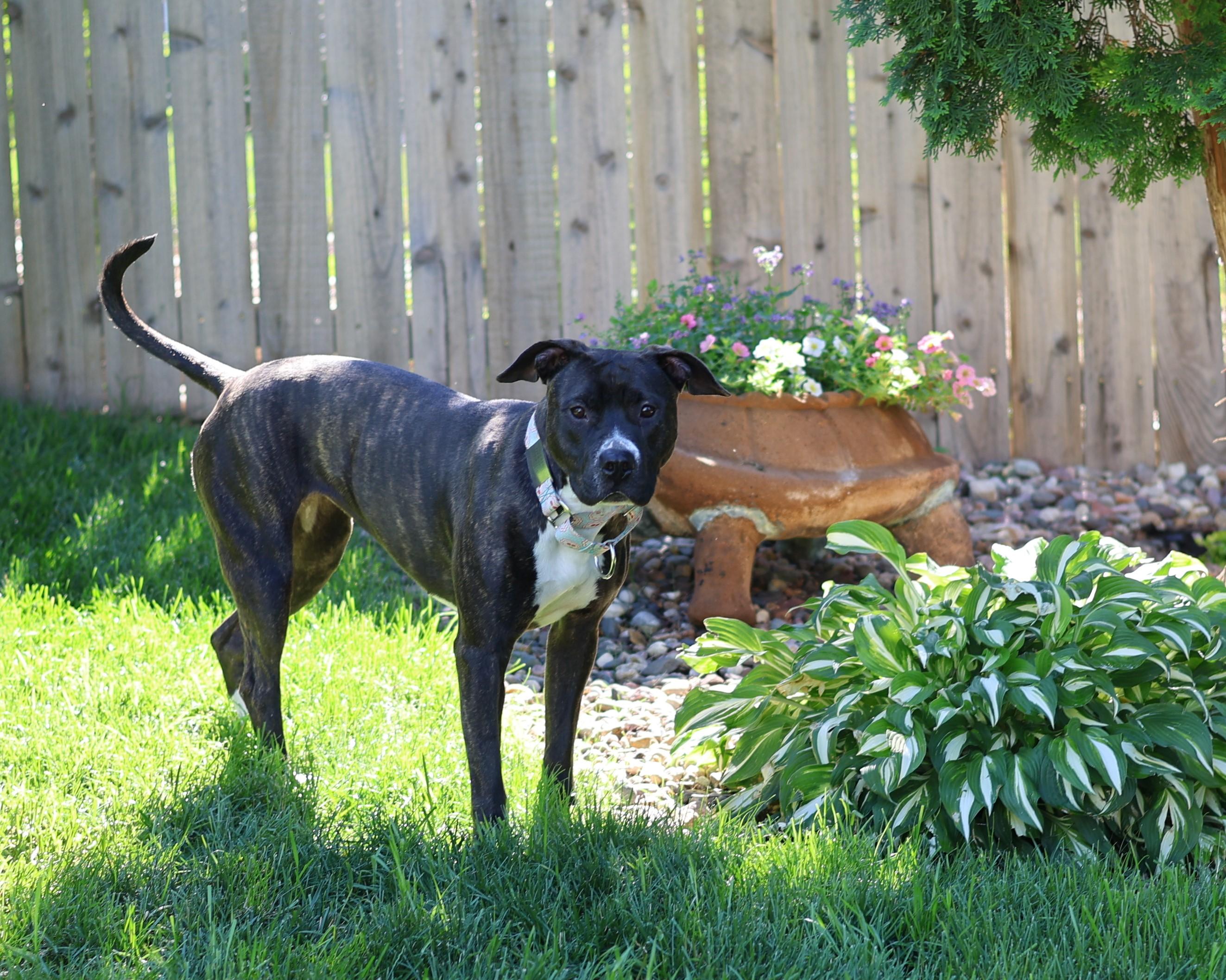 Enlarge Syrena, an adopted mixed breed in Sioux Falls, SD image 2/6