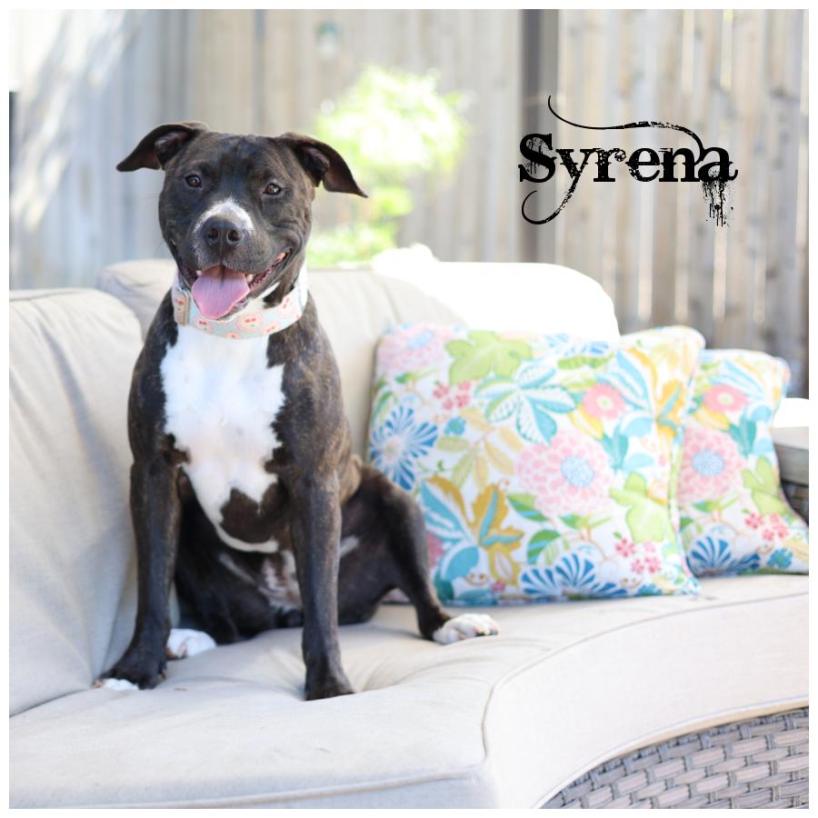 Enlarge Syrena, an adopted mixed breed in Sioux Falls, SD image 1/6