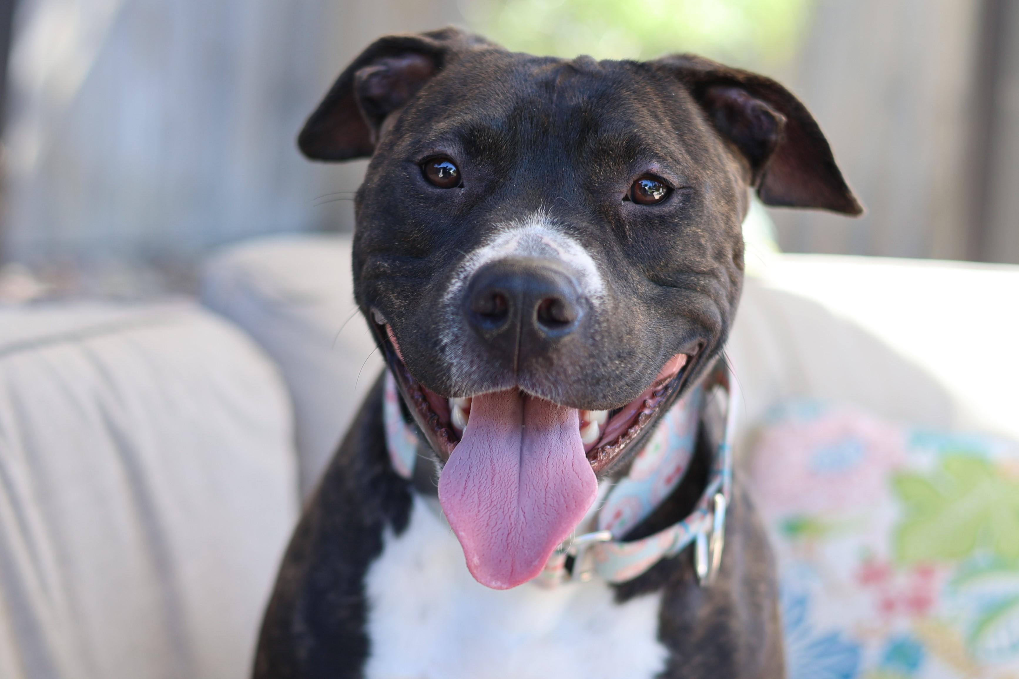 Enlarge Syrena, an adopted mixed breed in Sioux Falls, SD image 3/6
