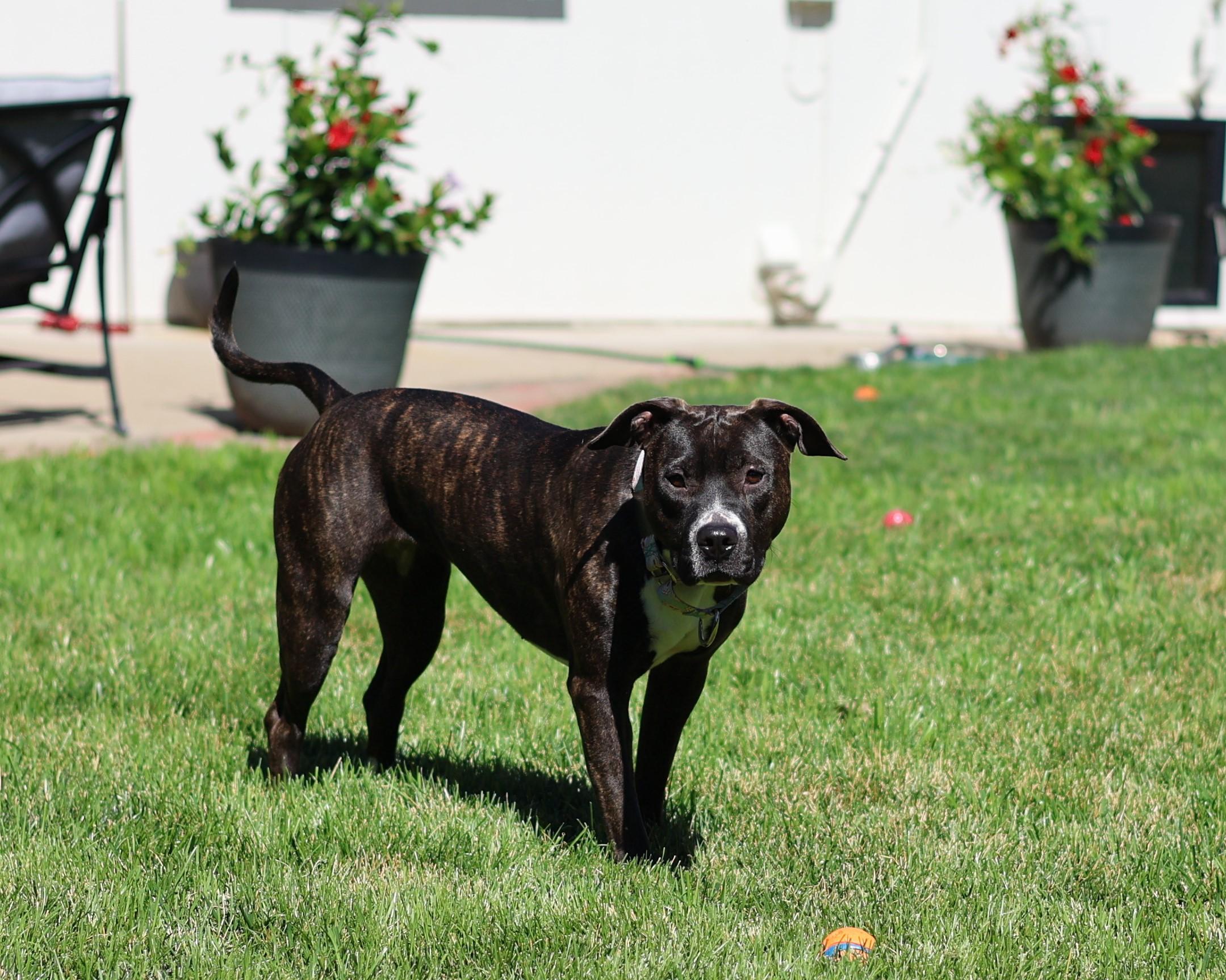 Enlarge Syrena, an adopted mixed breed in Sioux Falls, SD image 4/6