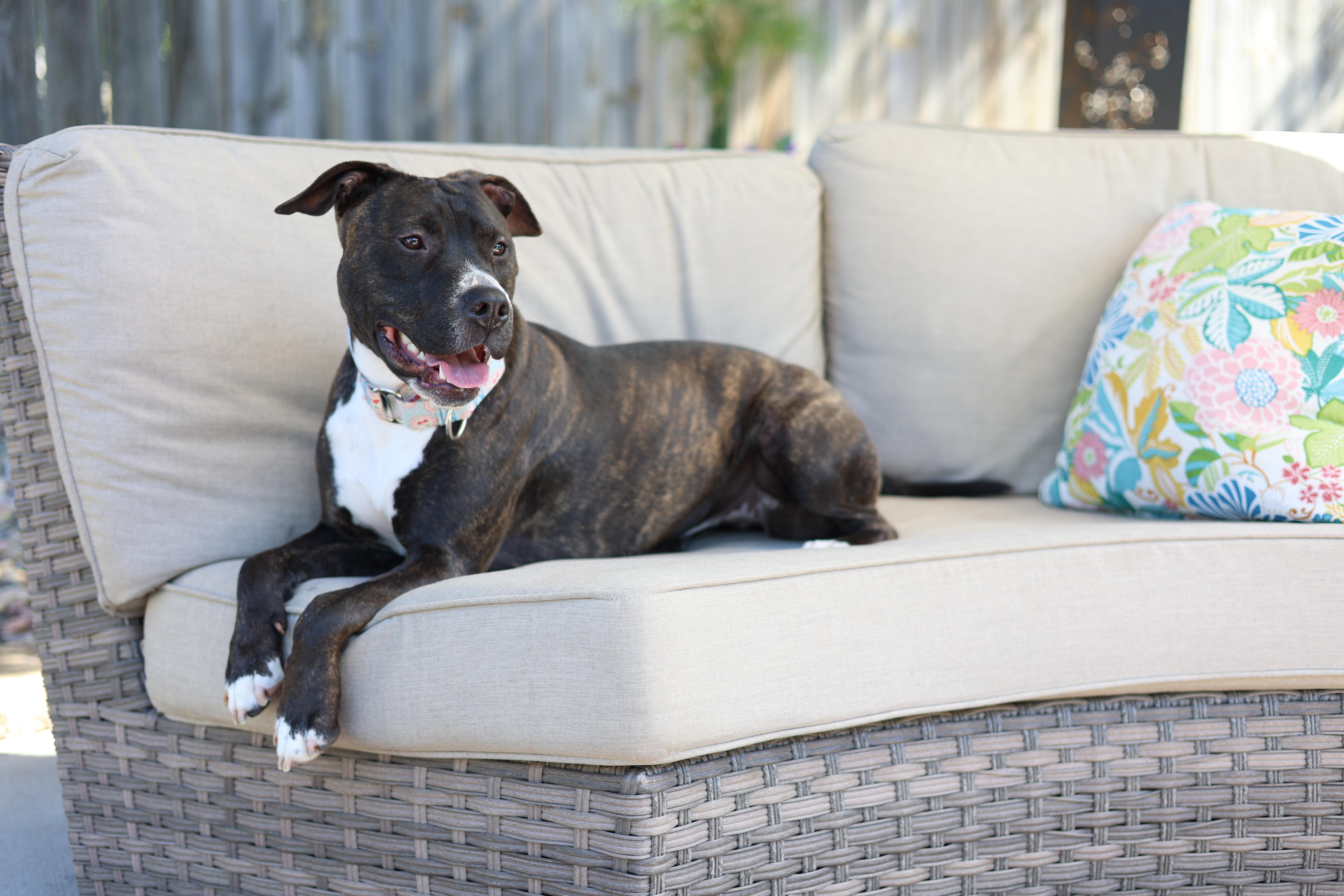 Enlarge Syrena, an adopted mixed breed in Sioux Falls, SD image 6/6