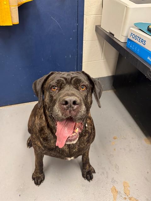 BEAUCOUP, Adoptable, Adult Female Cane Corso & Mixed Breed.