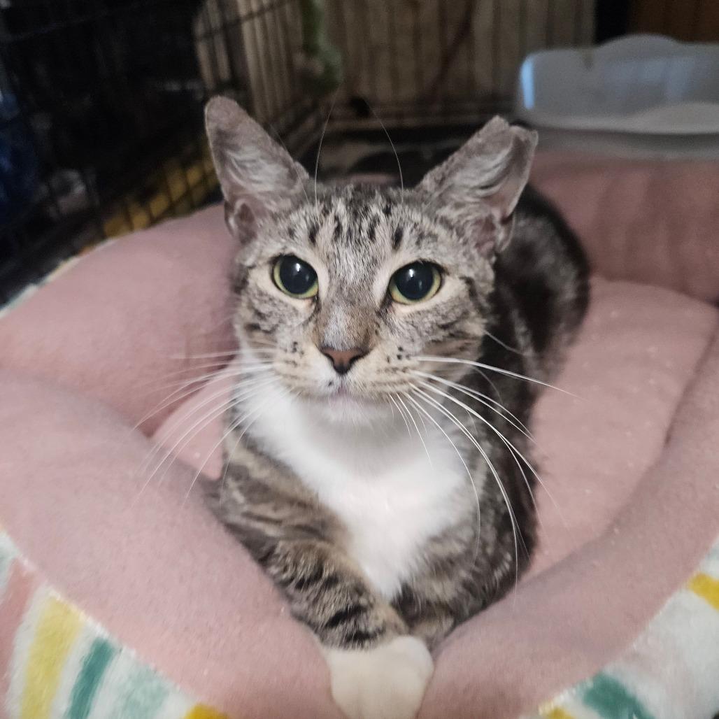 Lexi, Adoptable, Young Female Domestic Short Hair.