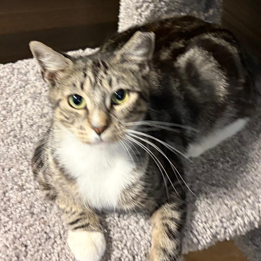 Enlarge Lexi, a Adoptable Domestic Short Hair in Hamburg, NY image 2/6