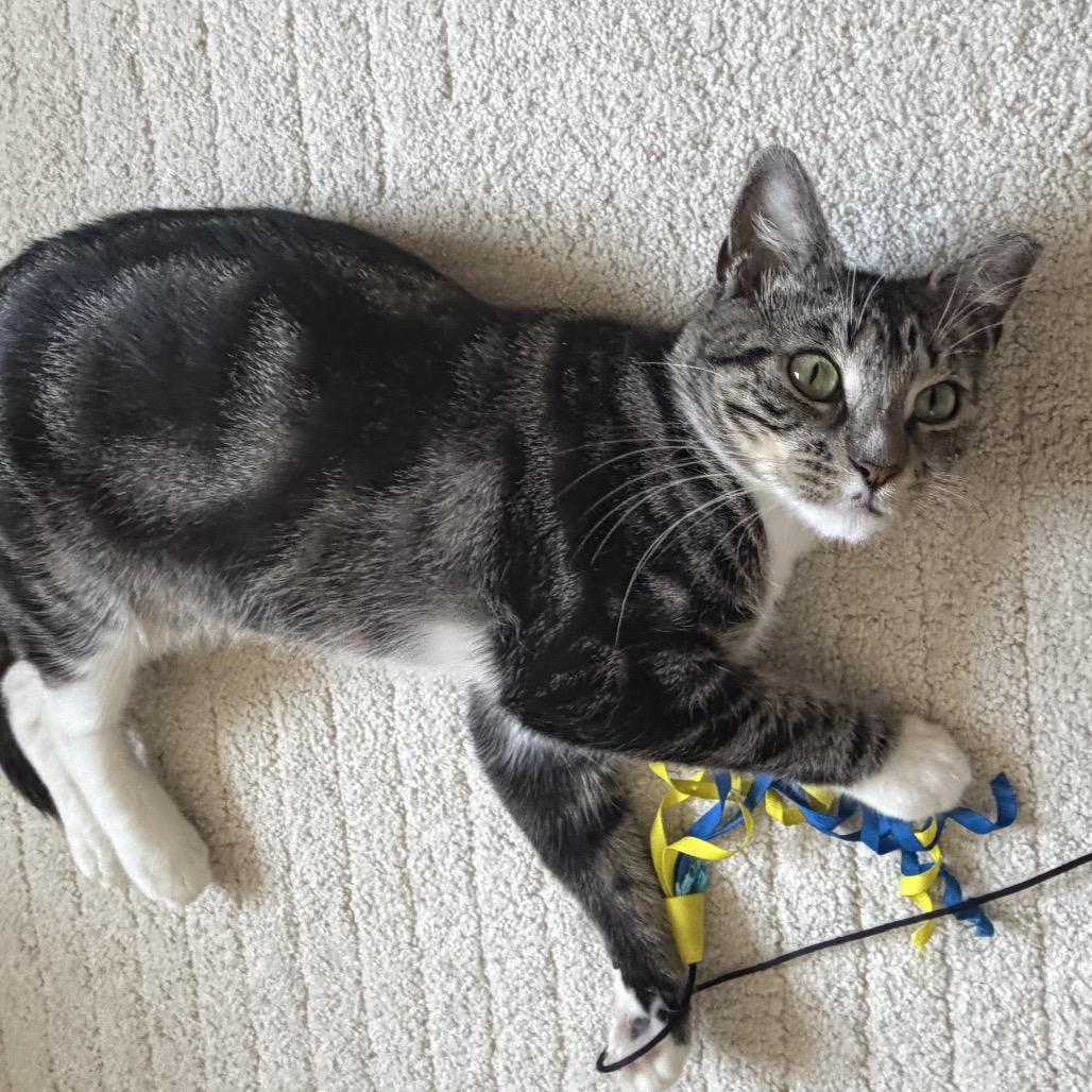 Enlarge Lexi, a Adoptable Domestic Short Hair in Hamburg, NY image 3/6