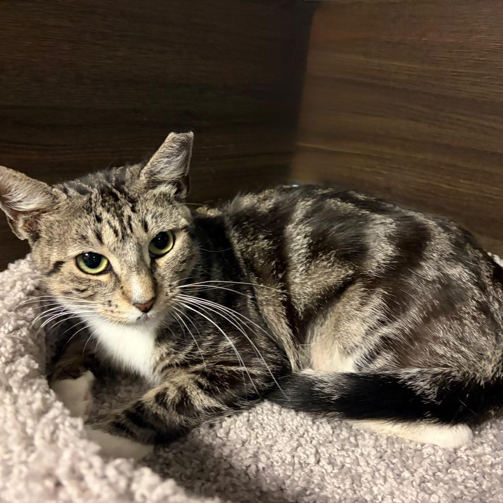 Enlarge Lexi, a Adoptable Domestic Short Hair in Hamburg, NY image 4/6