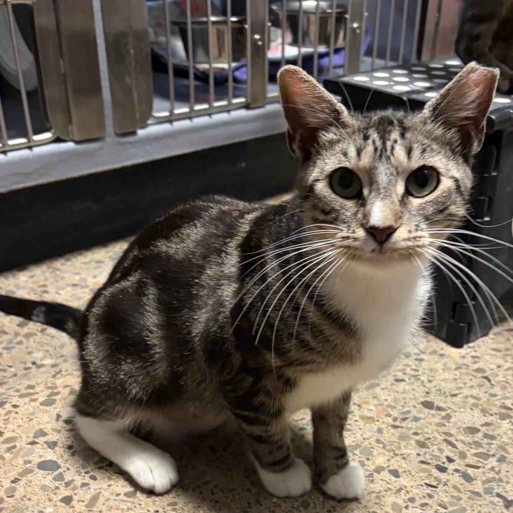 Enlarge Lexi, a Adoptable Domestic Short Hair in Hamburg, NY image 5/6
