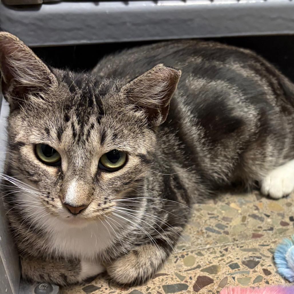 Enlarge Lexi, a Adoptable Domestic Short Hair in Hamburg, NY image 6/6