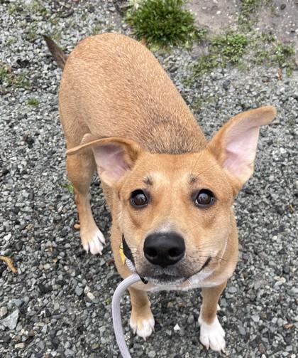 Enlarge Crunch Wrap Supreme, an adopted Mixed Breed in Stanwood, WA image 2/2