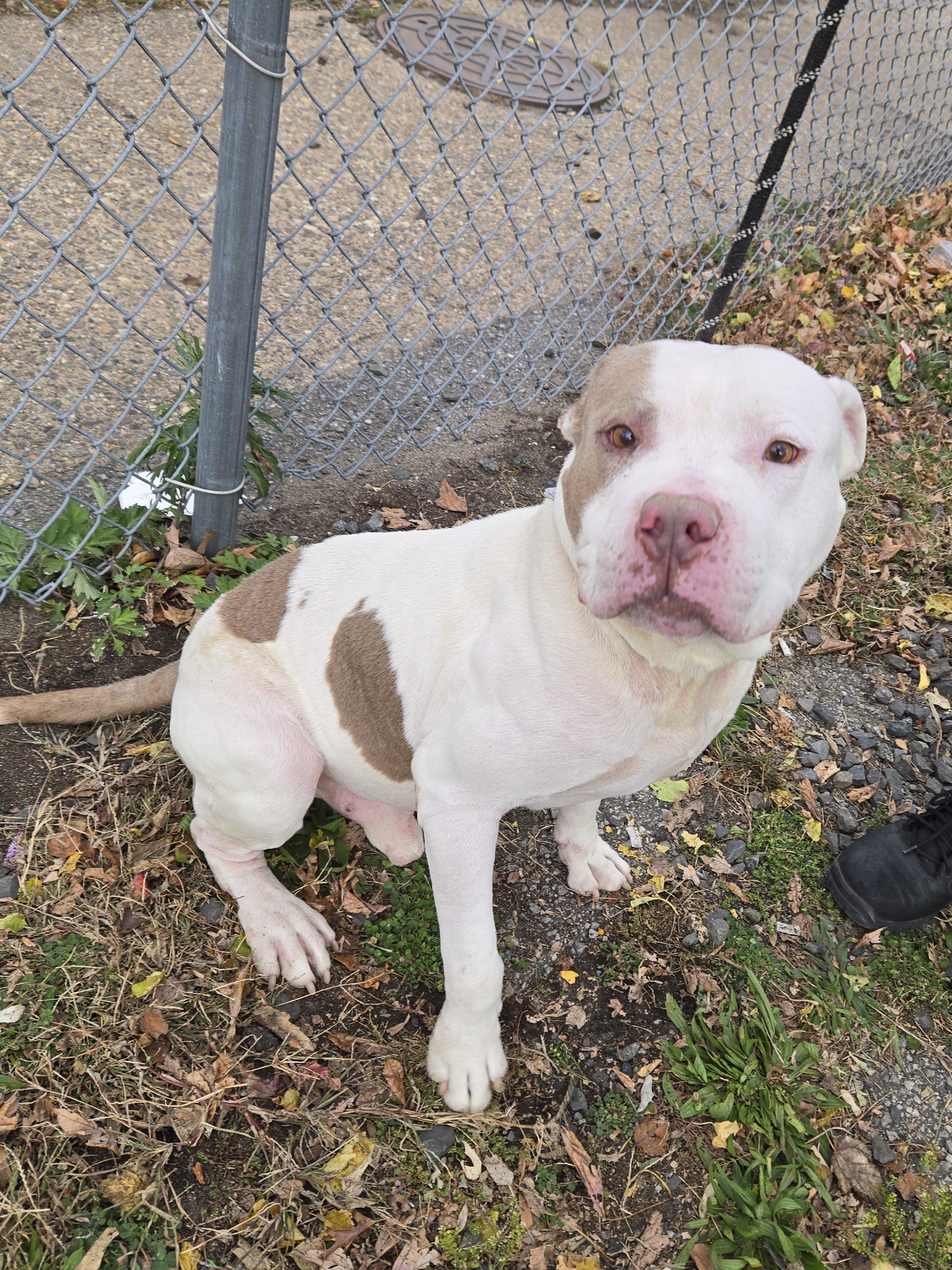Enlarge Camden, a Adoptable Pit Bull Terrier in Trenton, NJ image 1/3