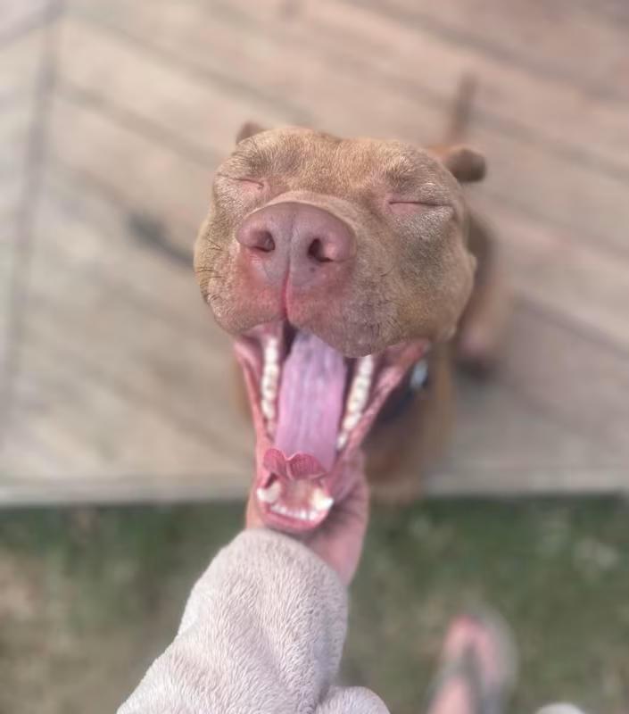 Enlarge Warren, a ADOPTABLE mixed breed in Pelzer, SC image 3/3