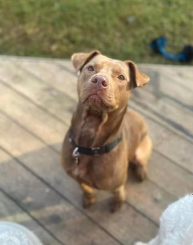 Enlarge Warren, a ADOPTABLE mixed breed in Pelzer, SC image 2/3