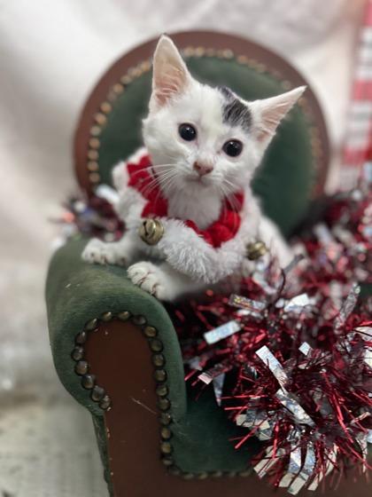 Enlarge Baby Ruth, a Adoptable mixed breed in Moses Lake, WA image 1/2