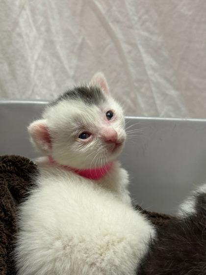 Enlarge Baby Ruth, a Adoptable mixed breed in Moses Lake, WA image 2/2