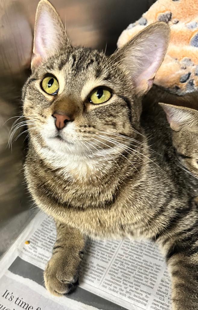 Macy, Adoptable, Kitten Female Domestic Short Hair.