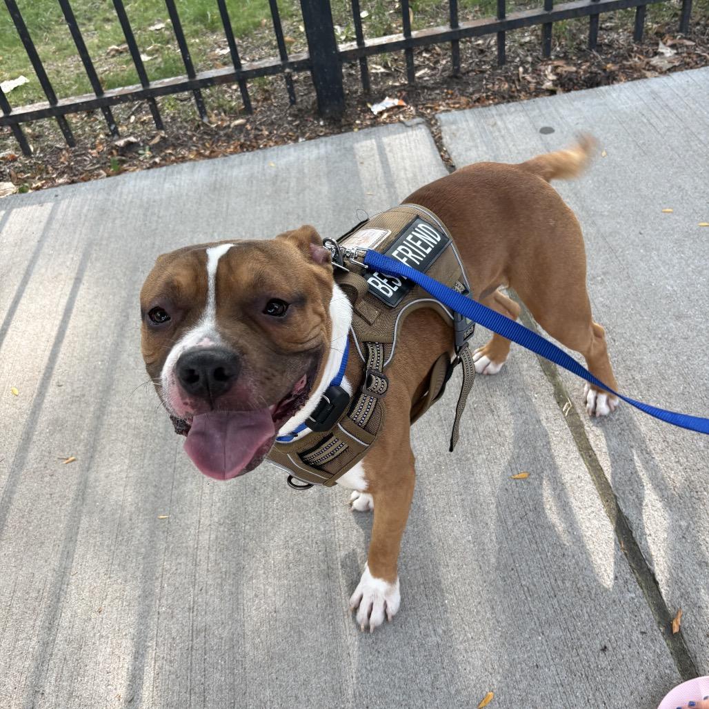 Roscoe, ADOPTABLE, Young Male Pit Bull Terrier.