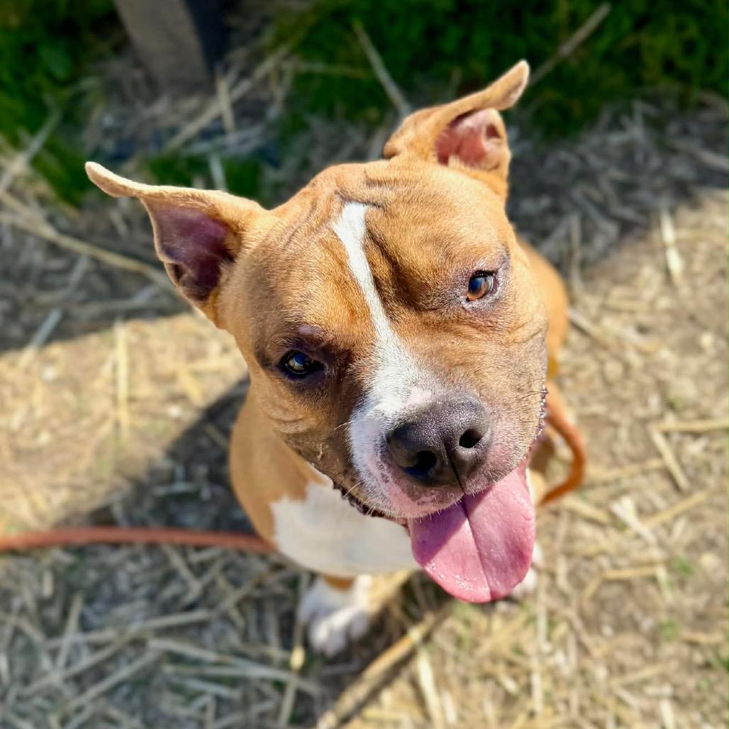 Enlarge Roscoe, a ADOPTABLE mixed breed in Chicago, IL image 4/4