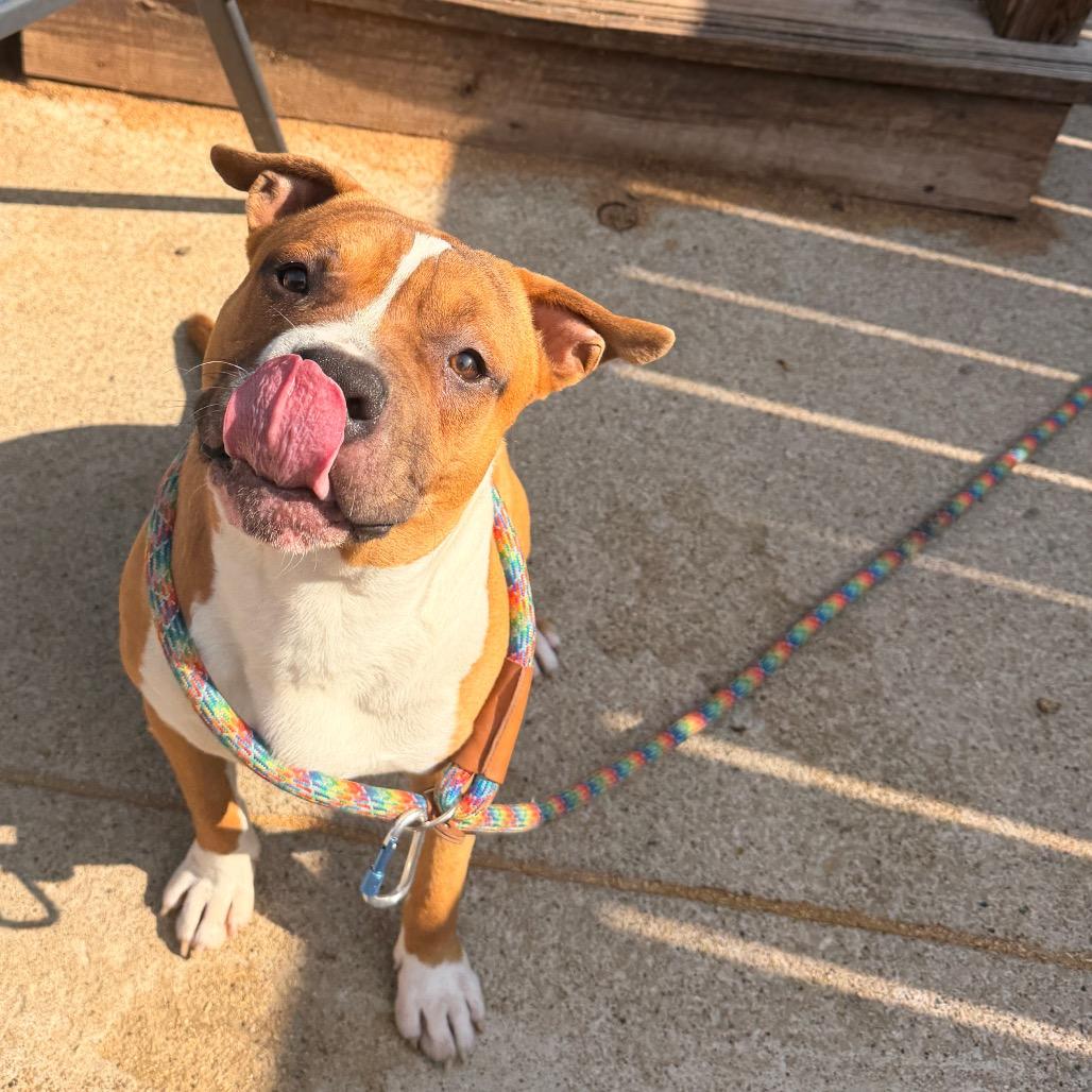 Enlarge Roscoe, a ADOPTABLE mixed breed in Chicago, IL image 3/4