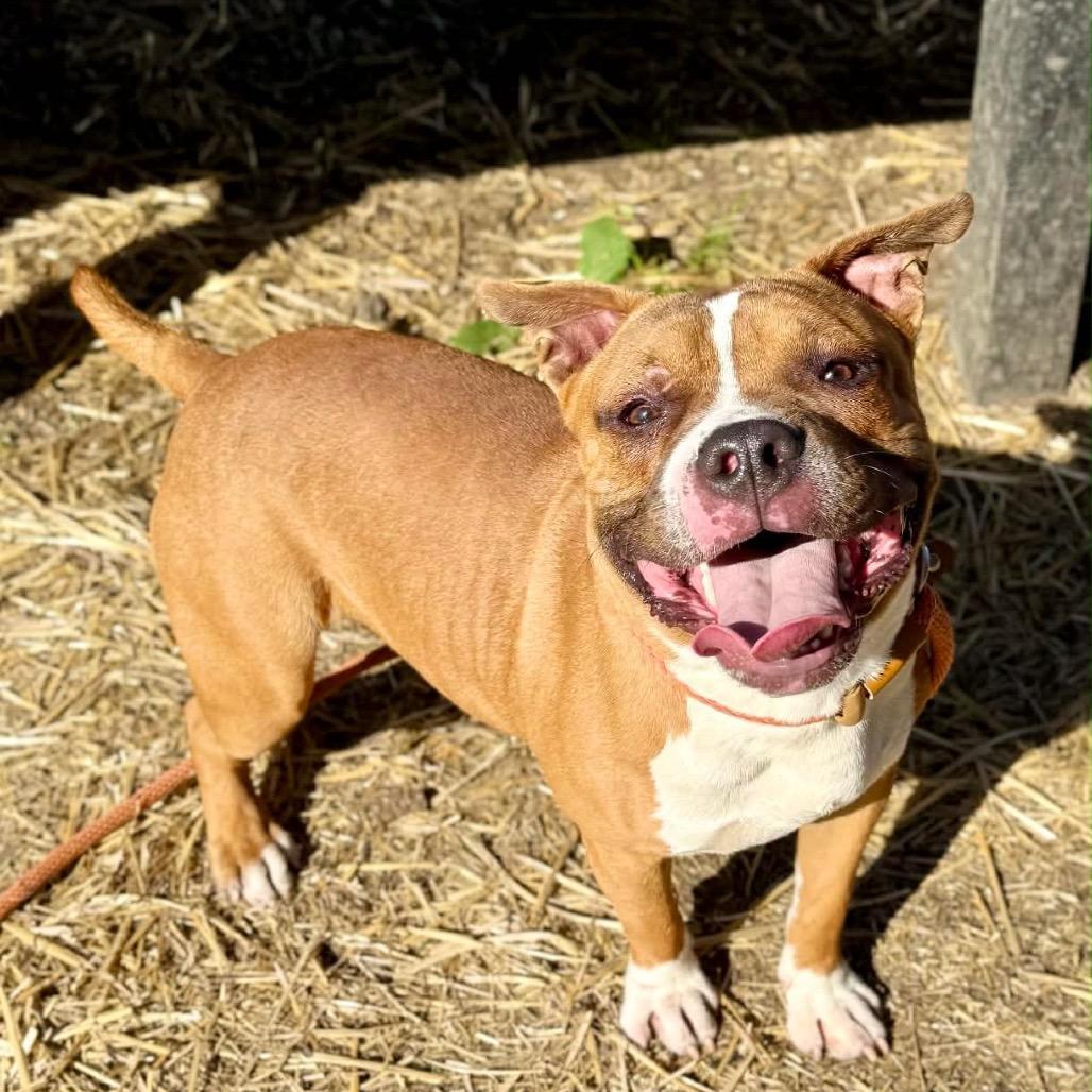 Enlarge Roscoe, a ADOPTABLE mixed breed in Chicago, IL image 2/4