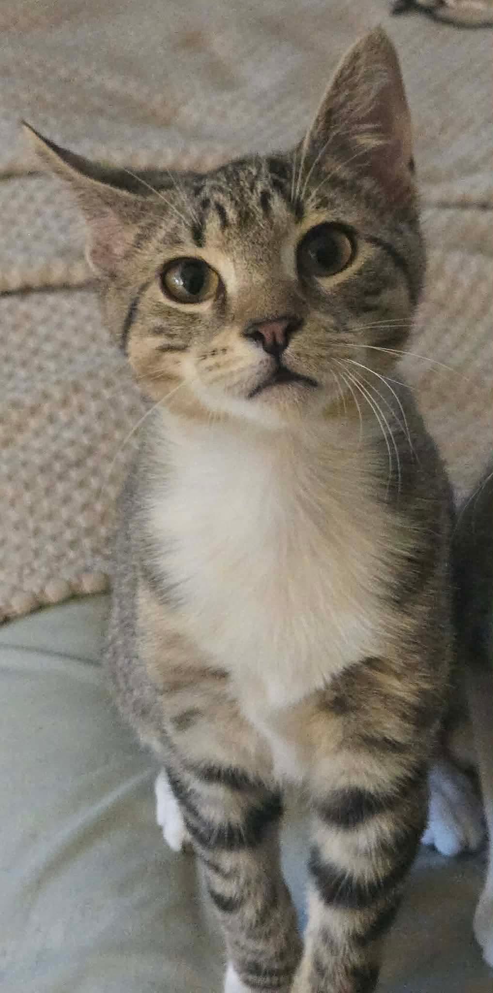 Biscuits photo