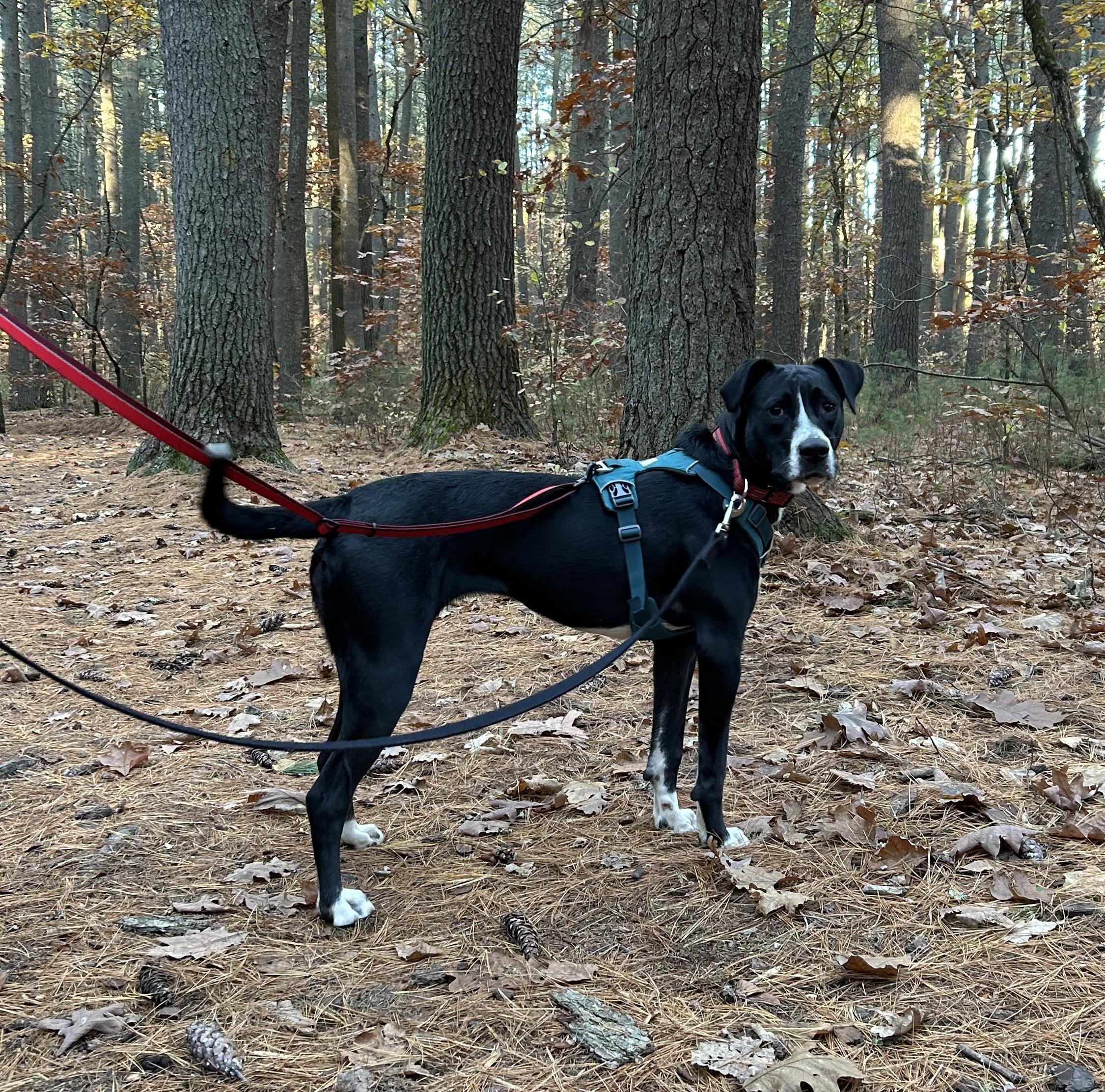 Trudy Tango thumbnail 4