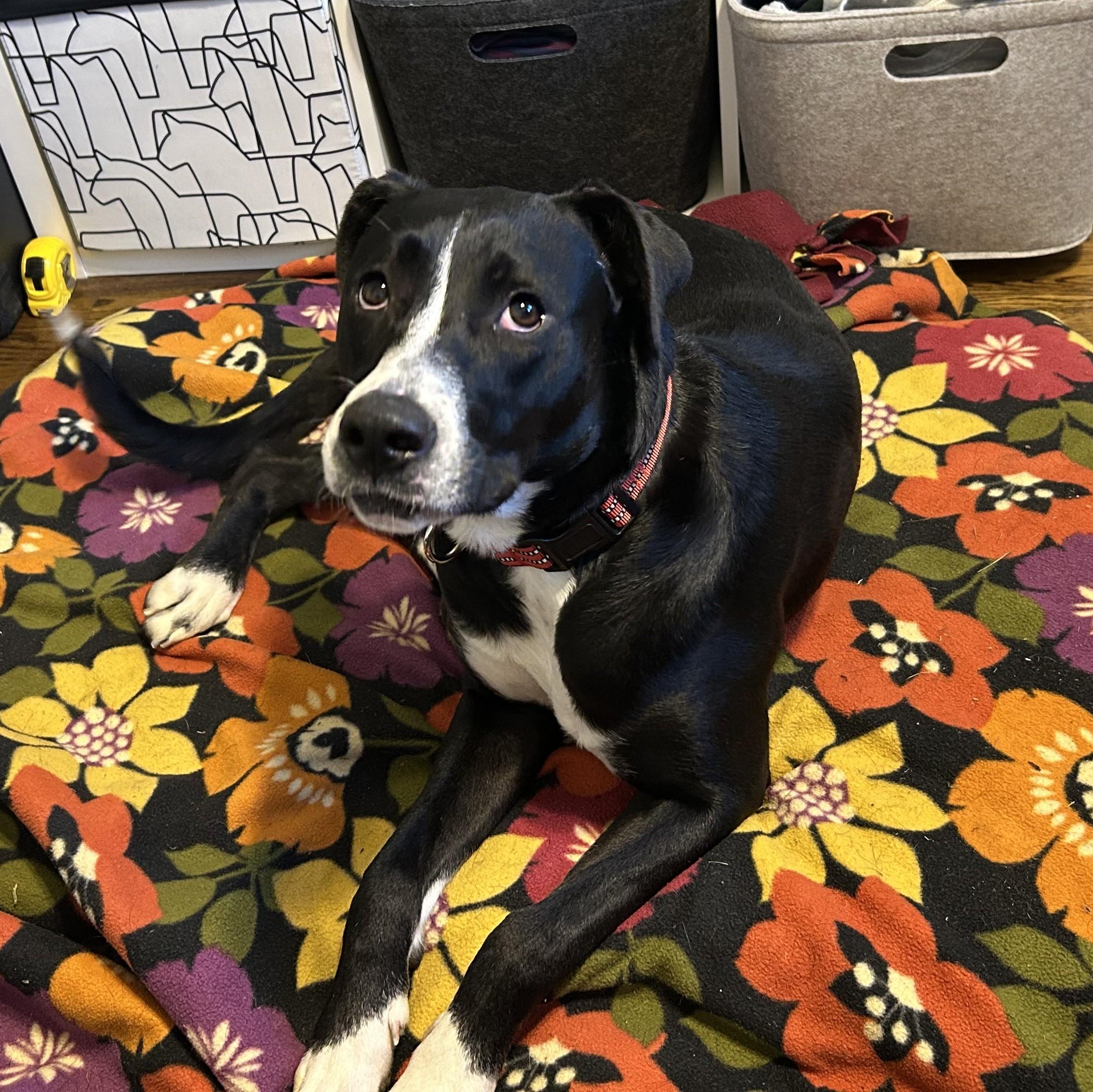 Trudy Tango thumbnail 5