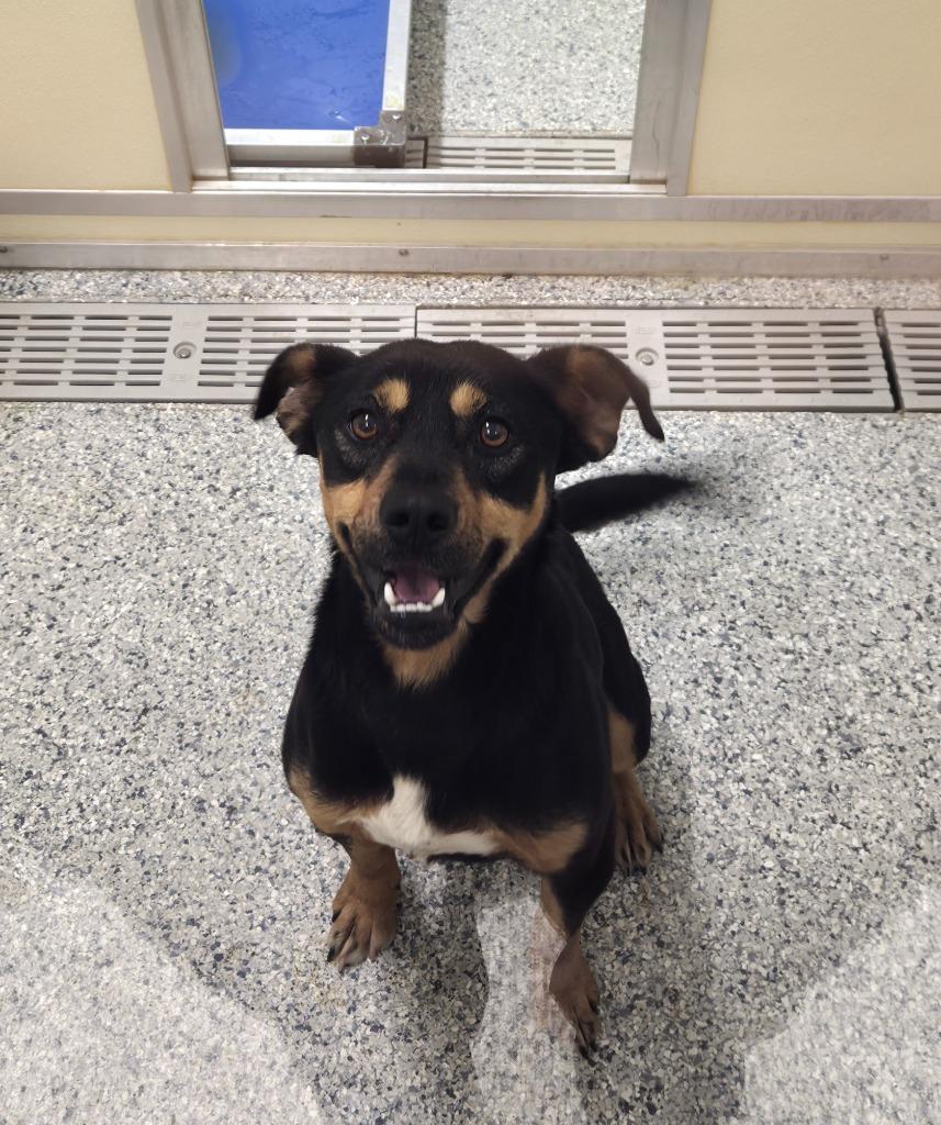 Enlarge Jones, a Adoptable mixed breed in Athens, TN image 1/1