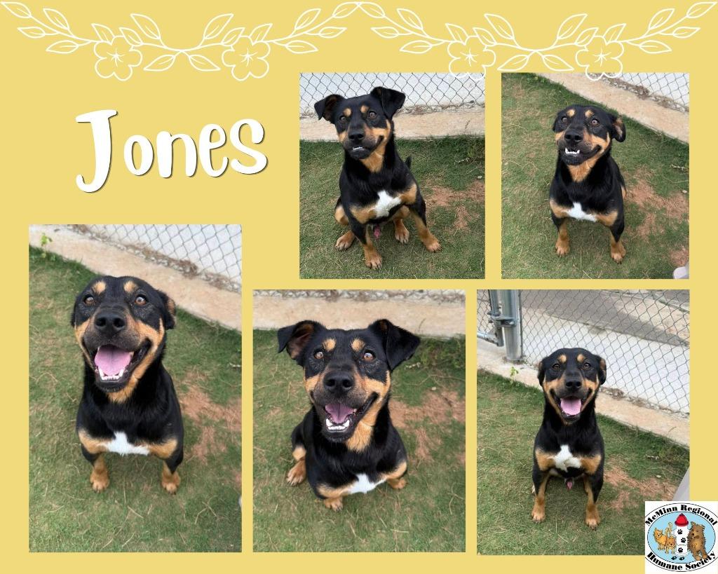 Enlarge Jones, a Adoptable mixed breed in Athens, TN image 2/3
