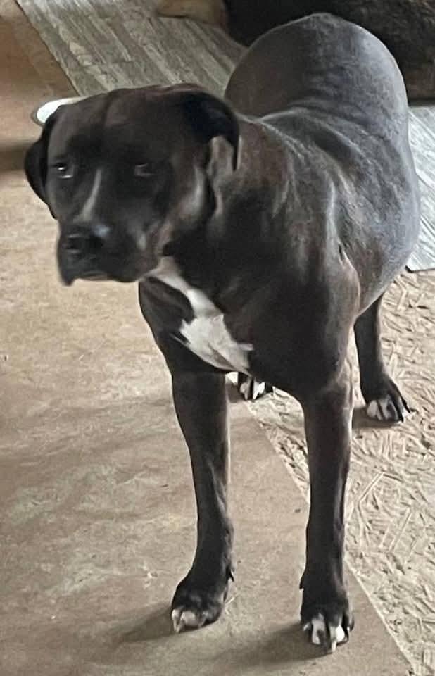 Madison, Adoptable, Adult Female American Bulldog.