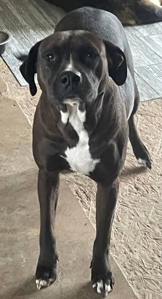 Enlarge Madison, a Adoptable mixed breed in Marianna, FL image 2/2