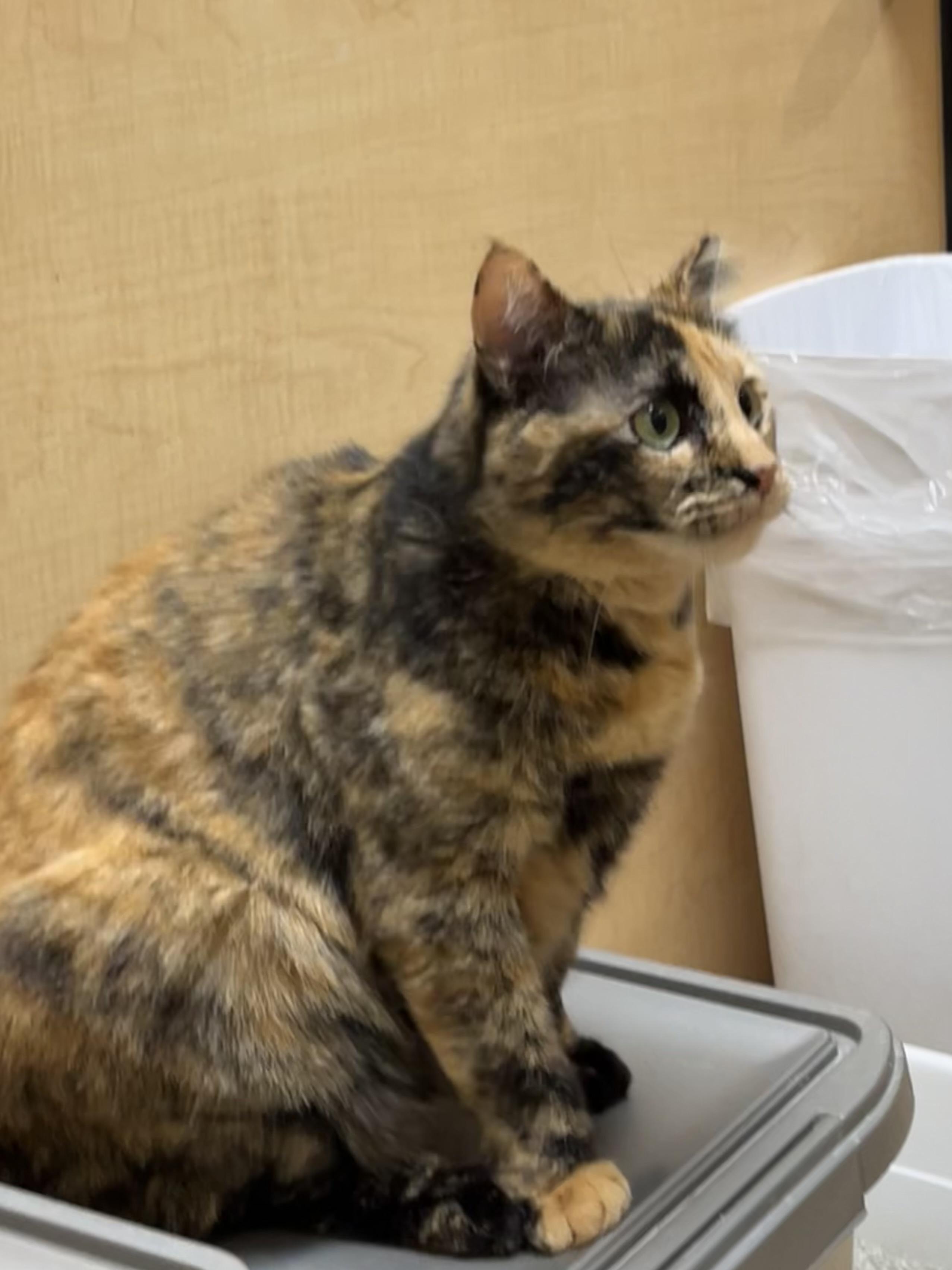 Enlarge Patches, an adopted Tortoiseshell in Charlotte, NC image 2/2