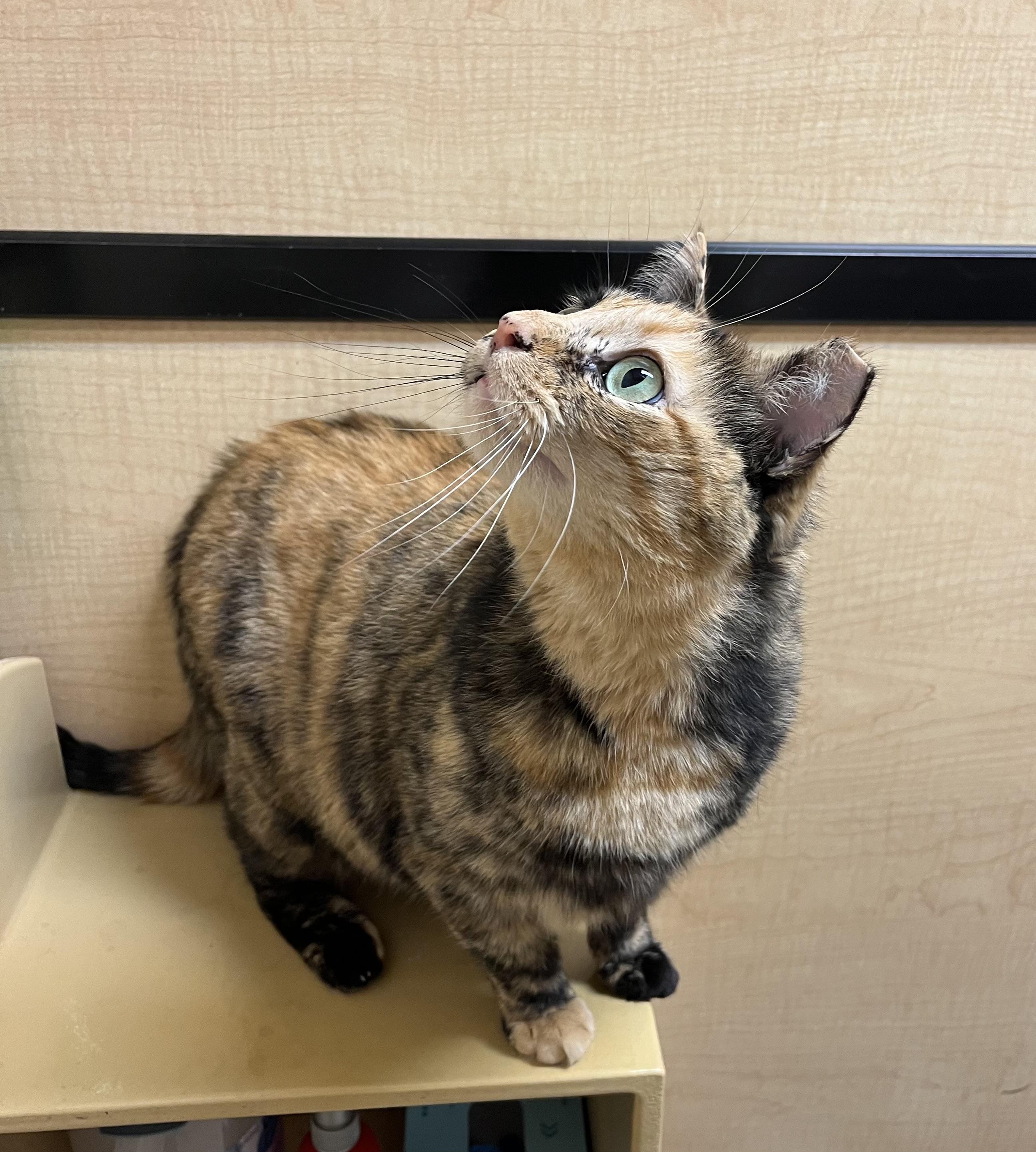Patches, adopted, Adult Female Tortoiseshell.