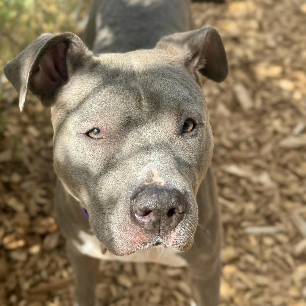 Linnea, Adoptable, Adult Female Pit Bull Terrier.