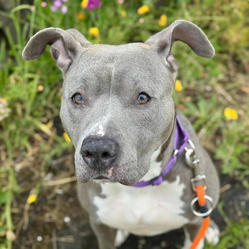 Linnea, a Adoptable Pit Bull Terrier in Tacoma, WA image 2/2