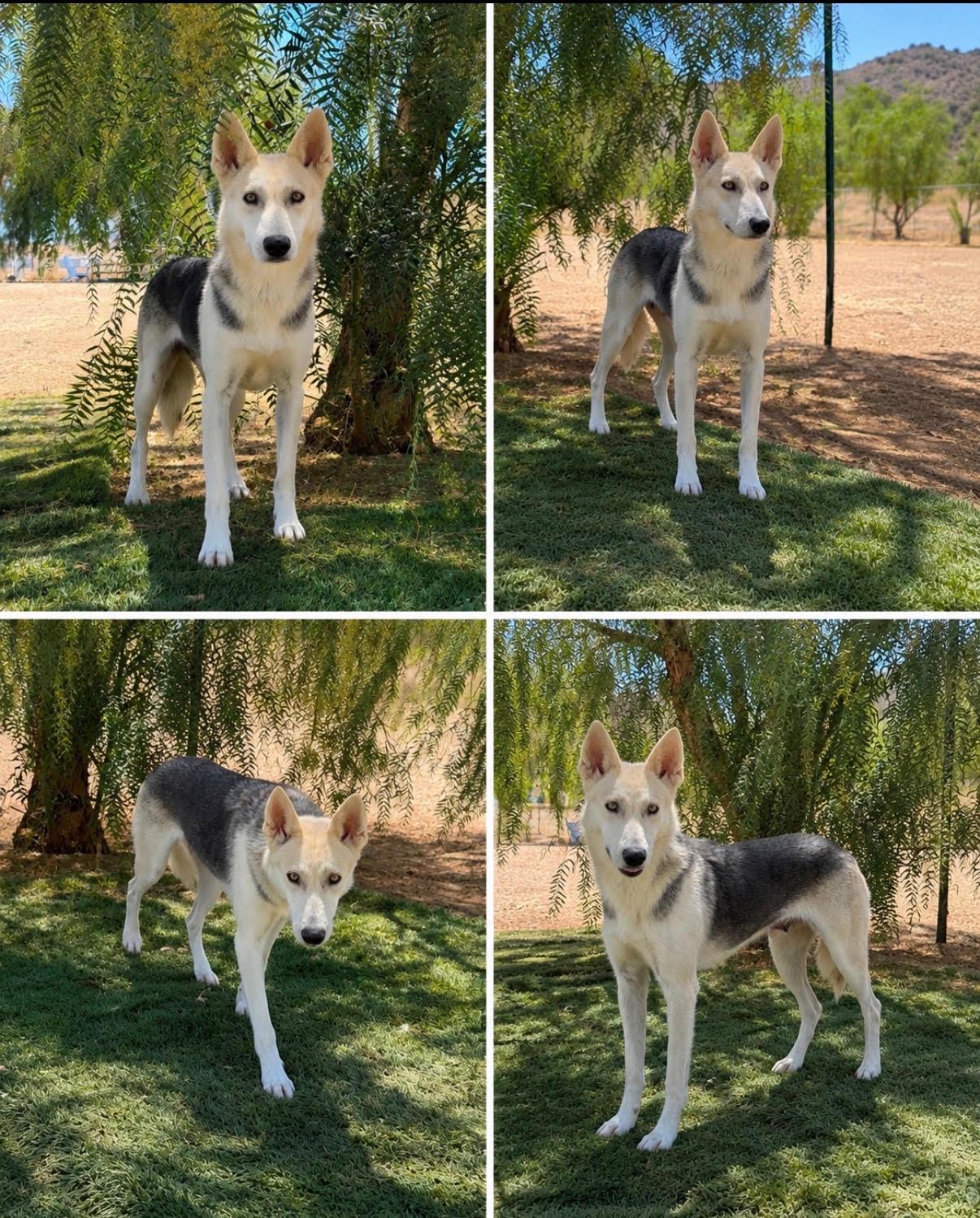 Enlarge Comet, a Adoptable mixed breed in Seattle, WA image 2/2