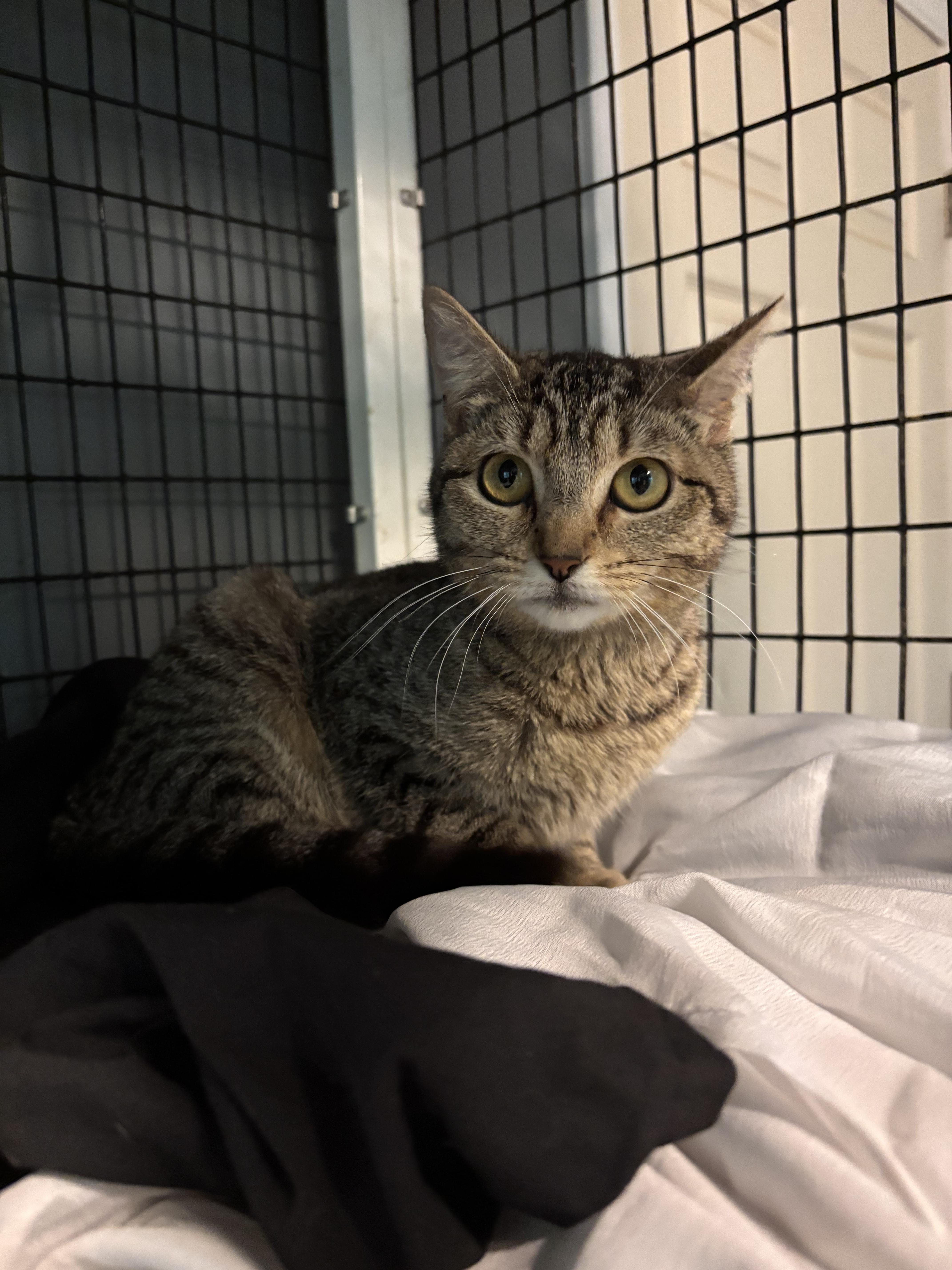 Enlarge Harley, a ADOPTABLE Domestic Short Hair in Woodlawn, TN image 2/2