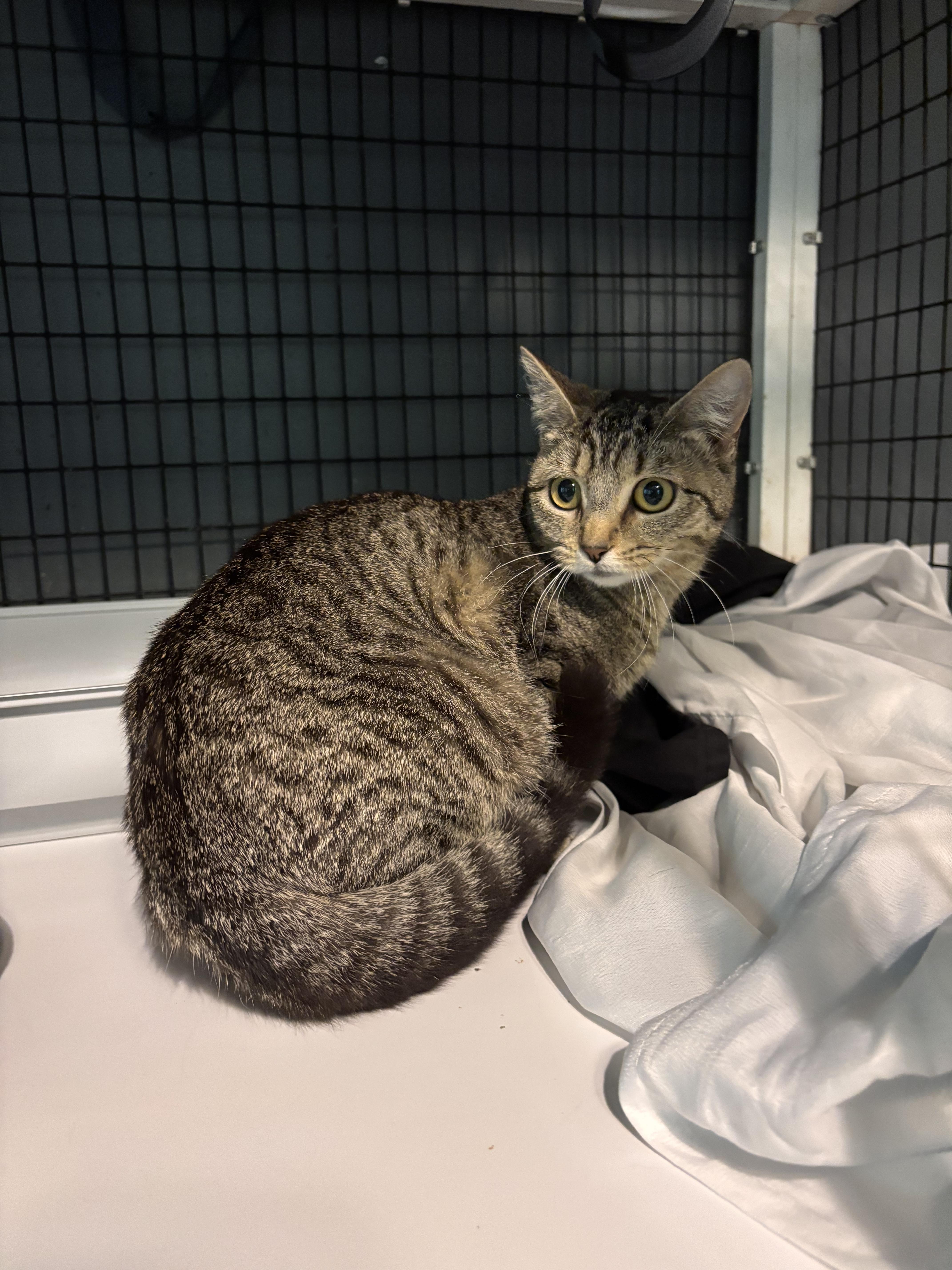 Harley, ADOPTABLE, Young Female Domestic Short Hair.