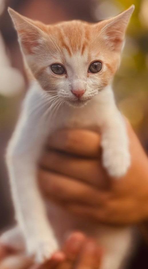 O'Reilly, Adoptable, Kitten Male Domestic Short Hair.