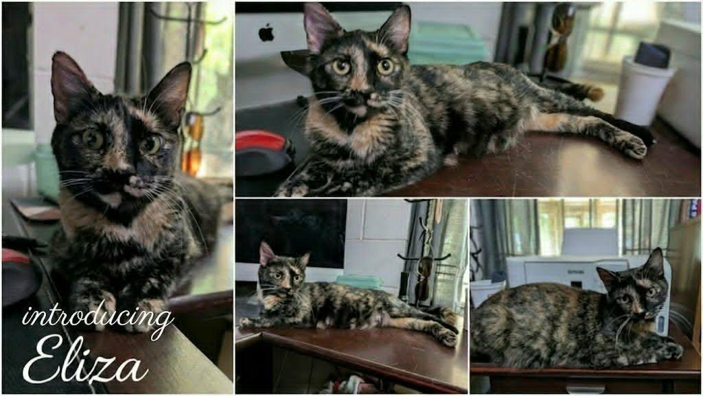 Eliza, a ADOPTABLE mixed breed in Ozark, AL image 2/5