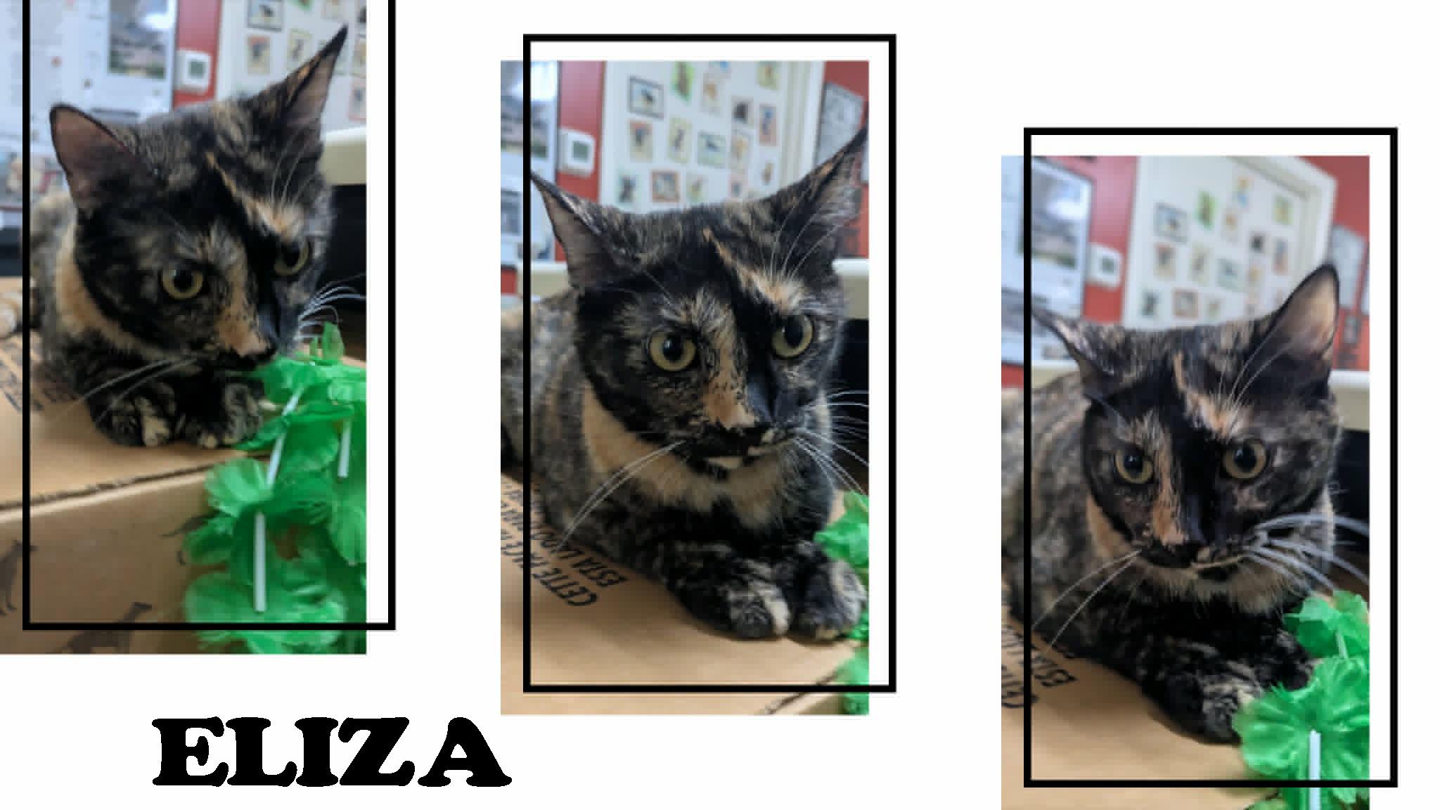 Eliza, a ADOPTABLE mixed breed in Ozark, AL image 3/5