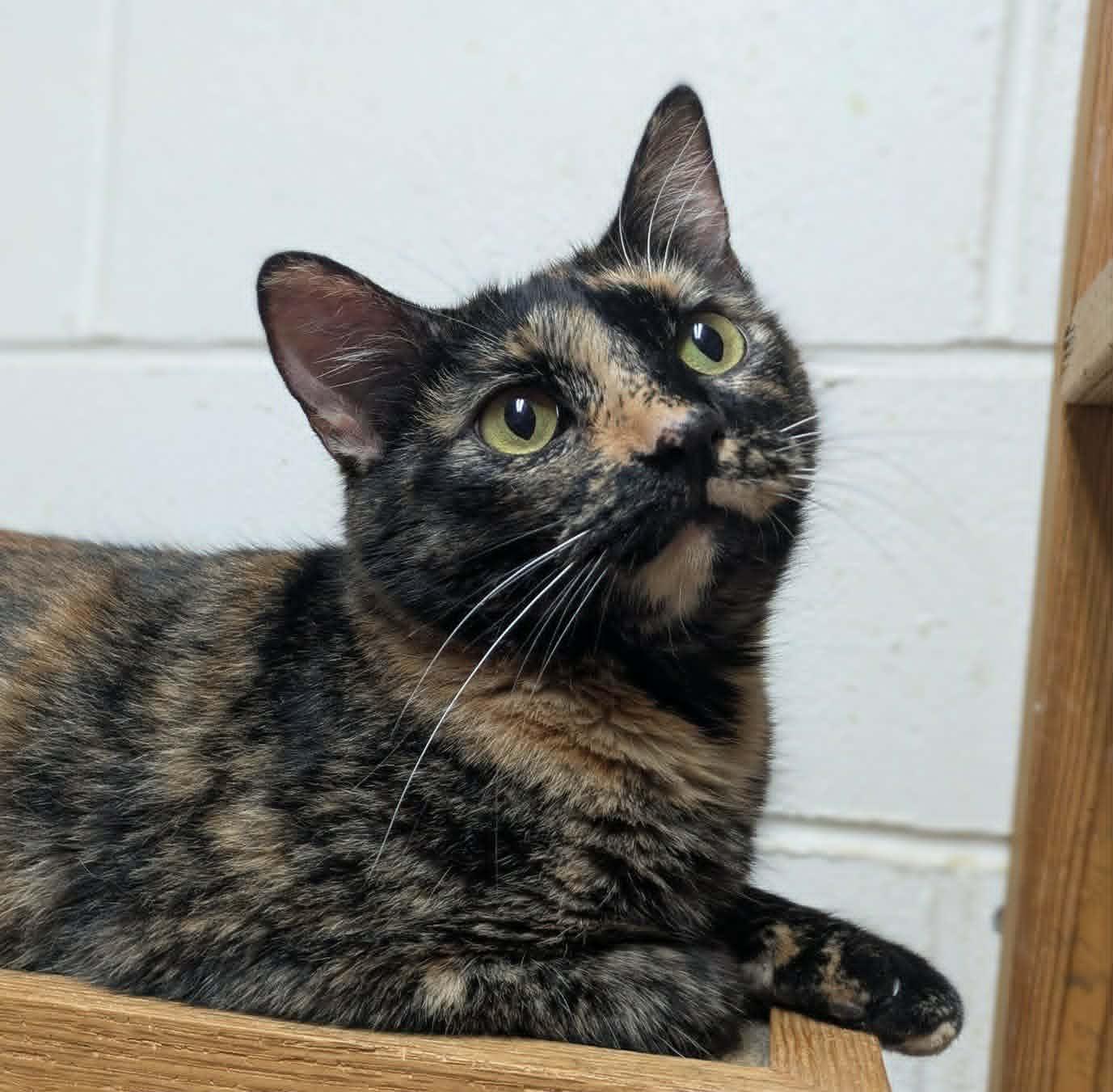 Eliza, a ADOPTABLE mixed breed in Ozark, AL image 1/5
