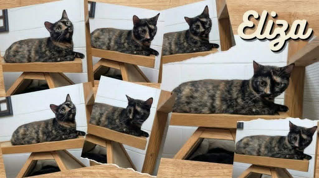 Eliza, a ADOPTABLE mixed breed in Ozark, AL image 4/5