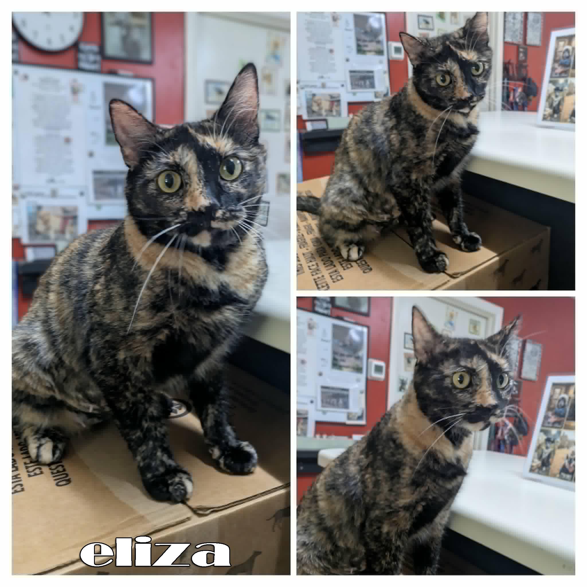 Eliza, a ADOPTABLE mixed breed in Ozark, AL image 5/5
