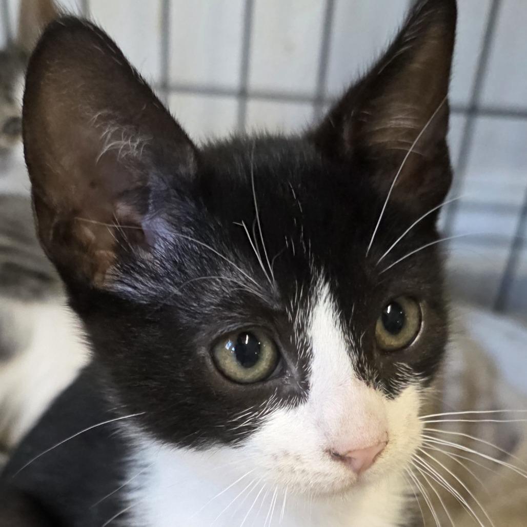 Enlarge Matthew, an adopted Domestic Short Hair in Albany, NY image 1/1
