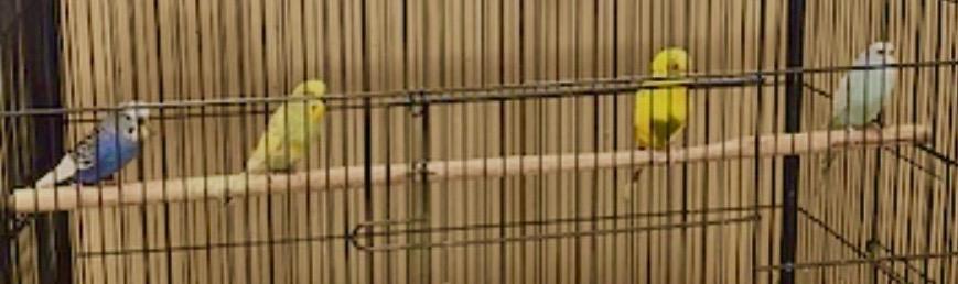 Enlarge Four Parakeets, a ADOPTABLE Parakeet (Other) in Chicago, IL image 1/2