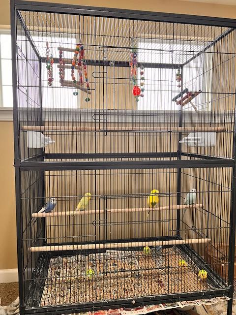 Enlarge Four Parakeets, a ADOPTABLE Parakeet (Other) in Chicago, IL image 2/2