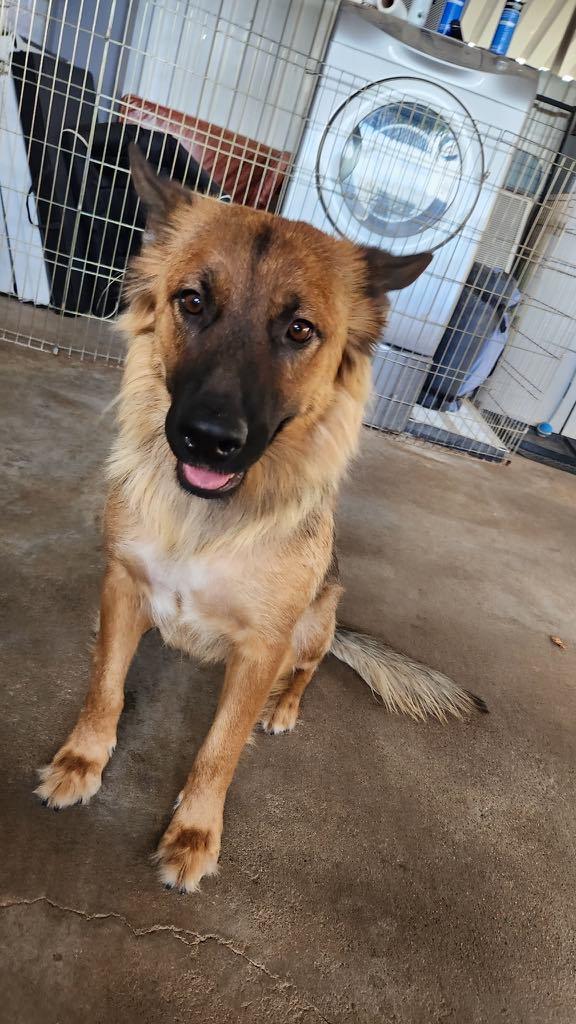 Chevron, Young Female German Shepherd Dog