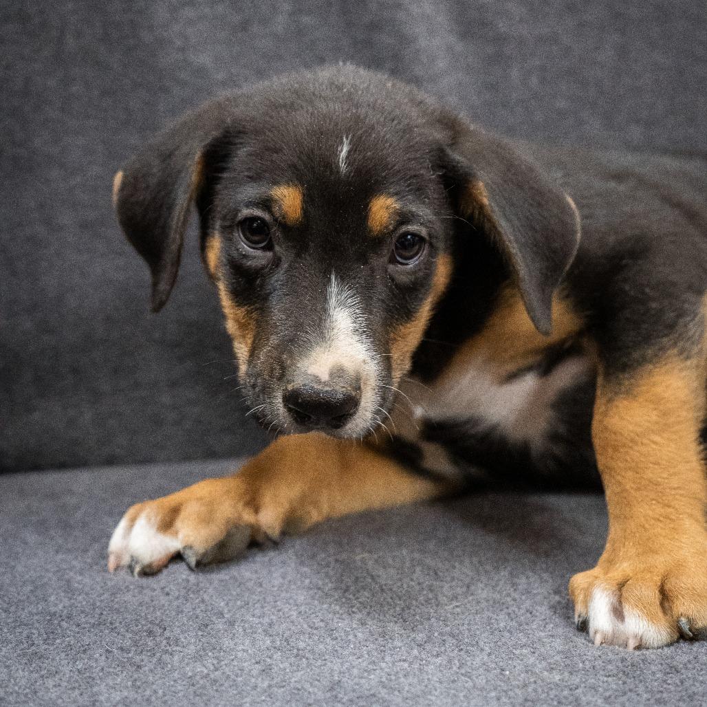 Hawk, Adoptable, Puppy Male Mixed Breed.