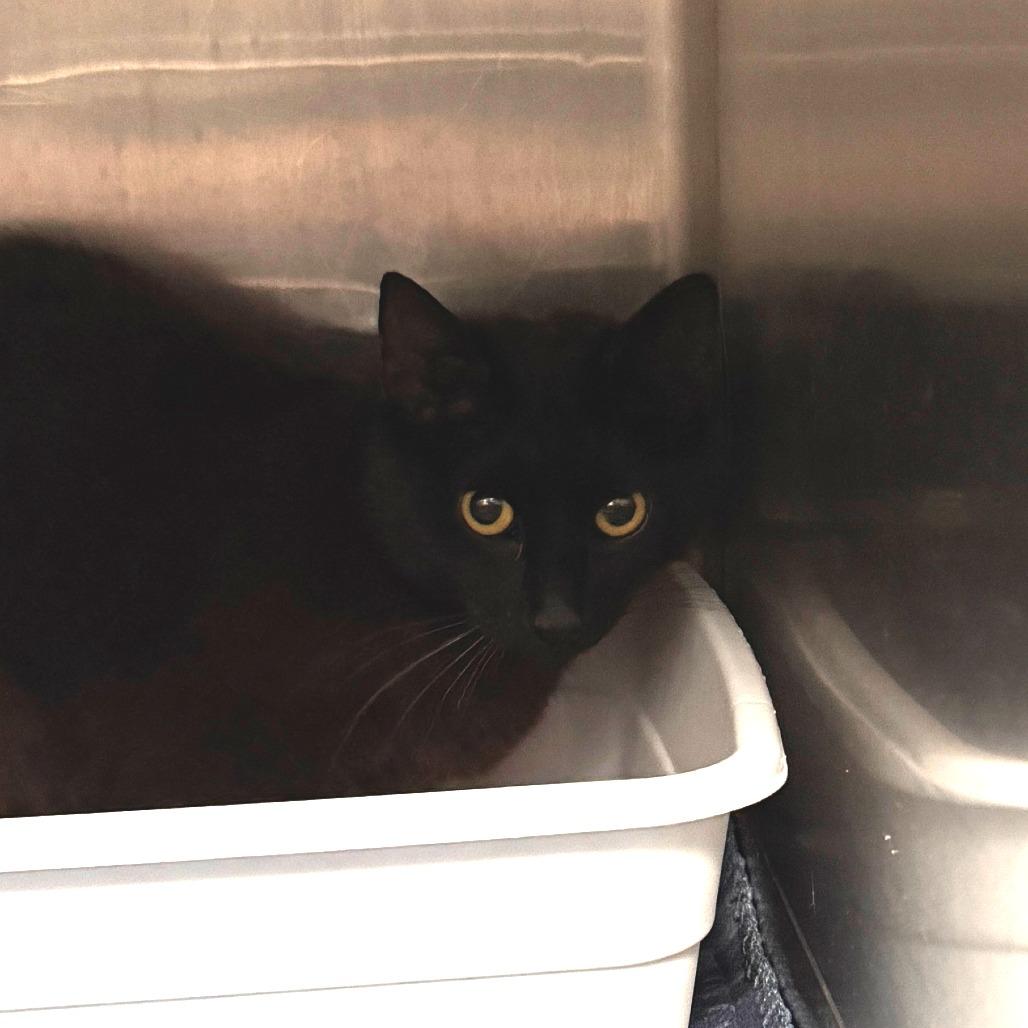 Enlarge Enigma, a Adoptable Domestic Short Hair in Marion, VA image 1/1